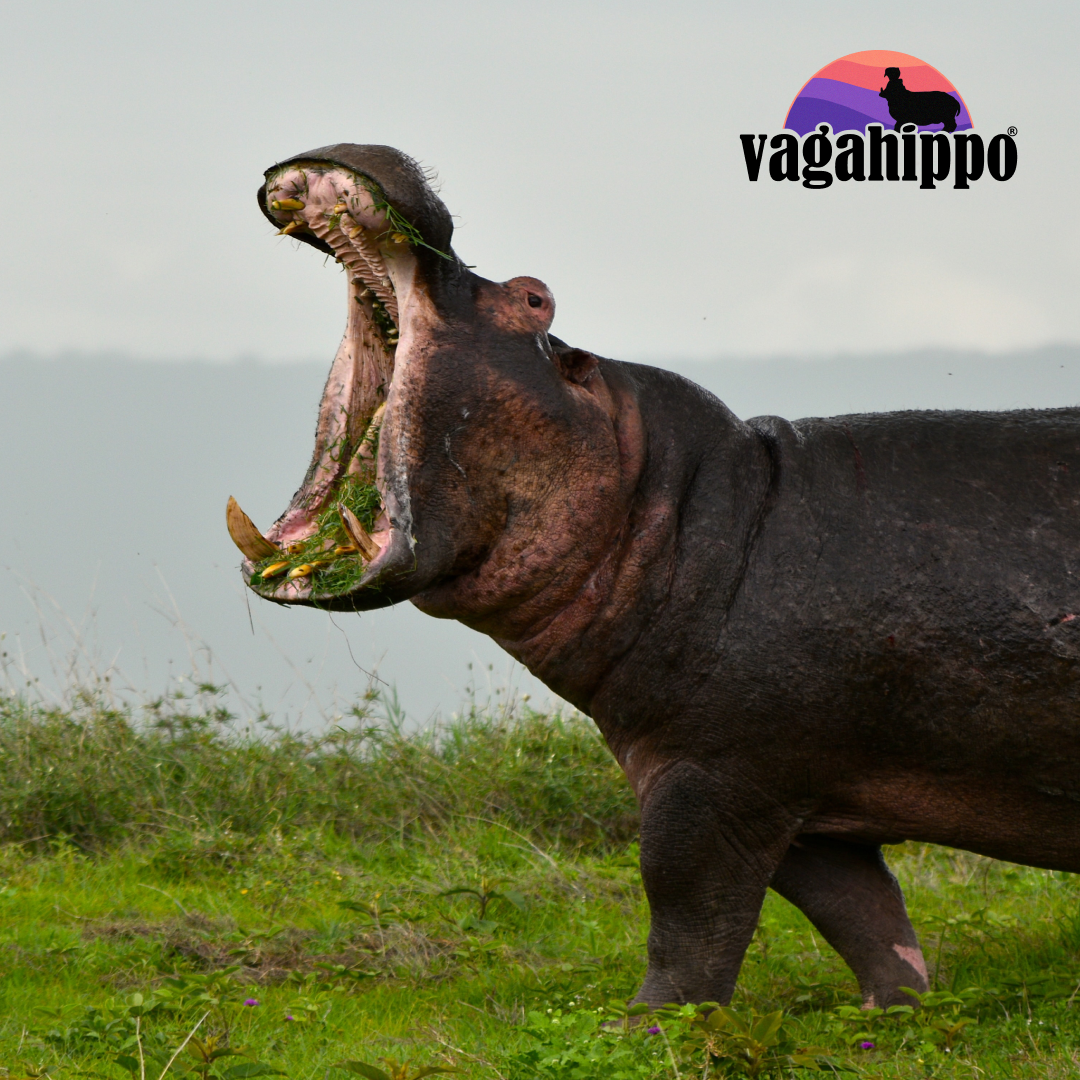 Vagahippo